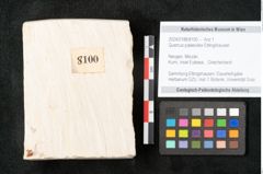 Foto (Objekt + Etikett) von Quercus palaeoilex Ettingshausen (NHMW-GEO-2024-0188-8100)